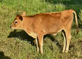 Yearling mini Jersey bull, Alexander