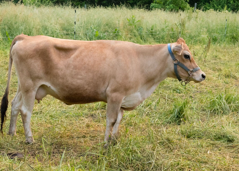 mini jersey dam Clara