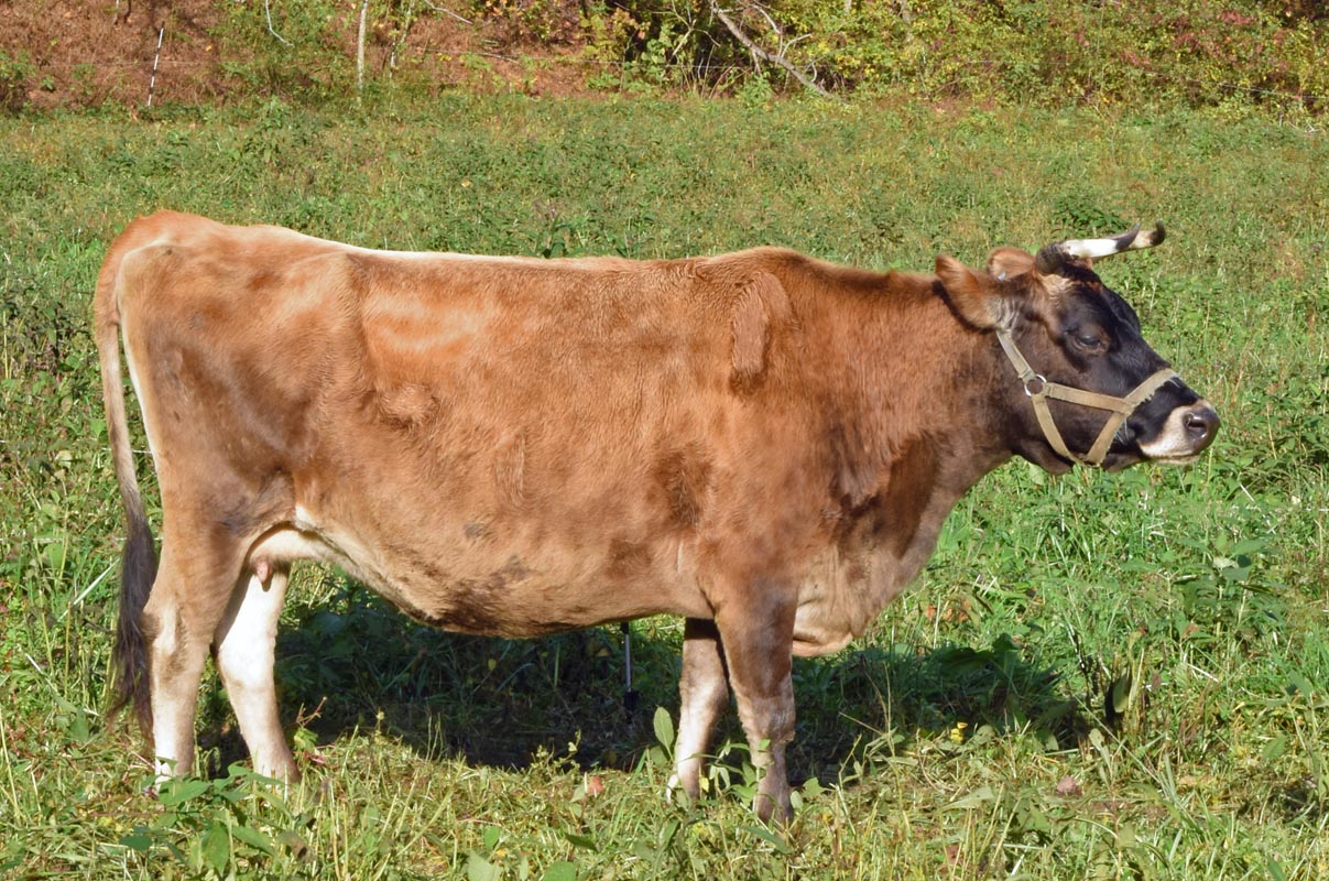 mini jersey dam Gingersnap