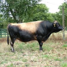 AI herdsire, NZ bull Edify