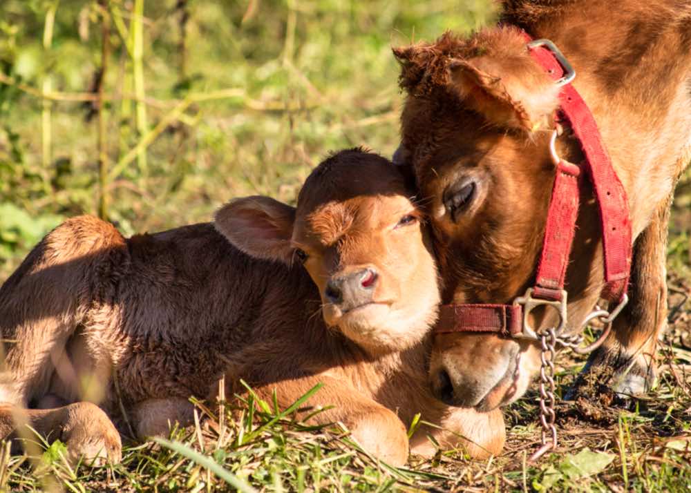 Gdust Opal%207:5%201000.jpeg