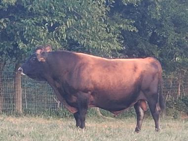 mini jersey sire Wally