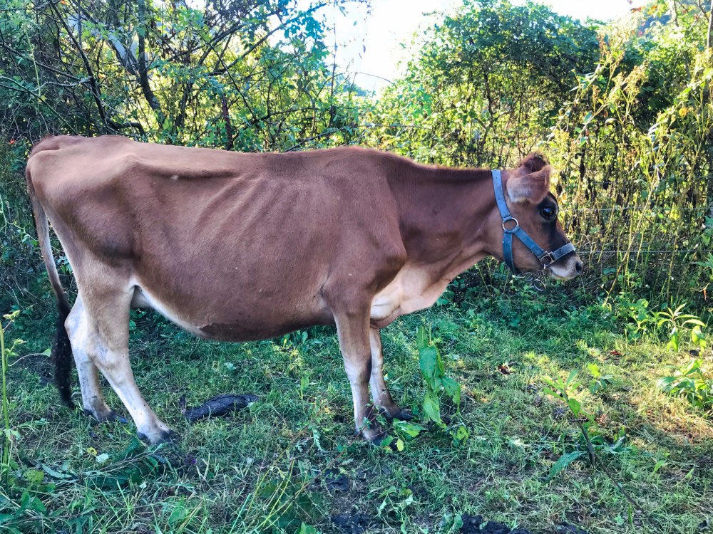 mini jersey dam, May