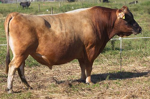AI herdsire, NZ bull 5 Star