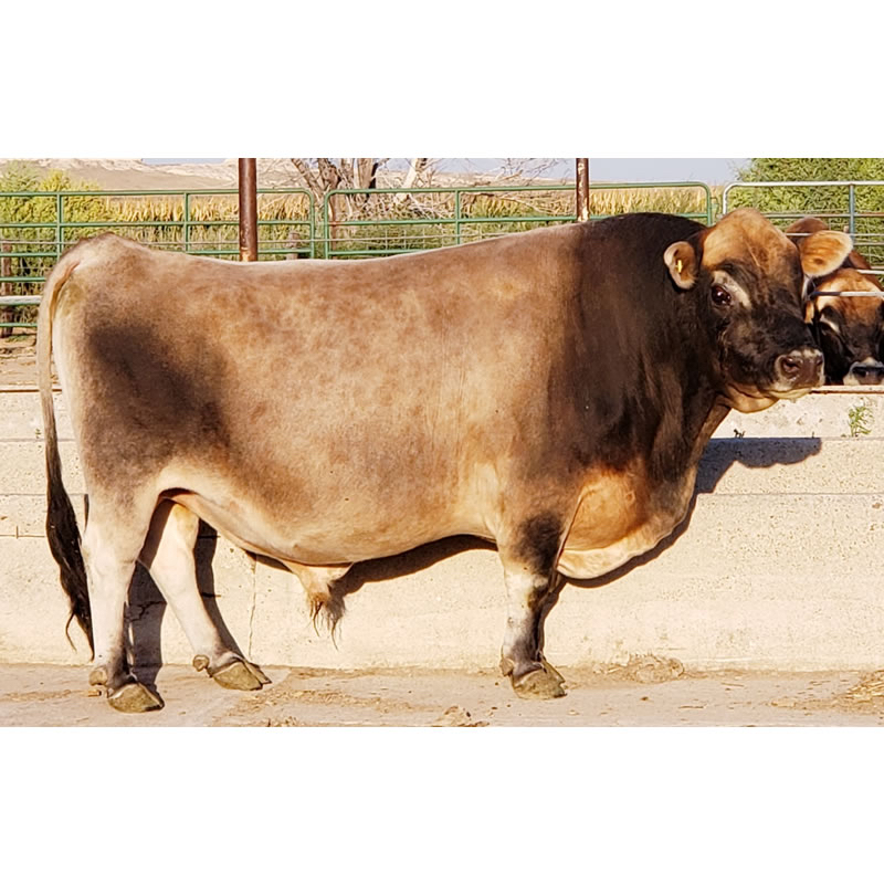 mini jersey sire DC Taylors Alpha