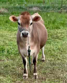 mini Jersey heifer Ivory