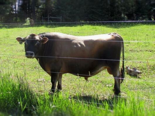 AI Herdsire mini Jersey bull Vangaurd