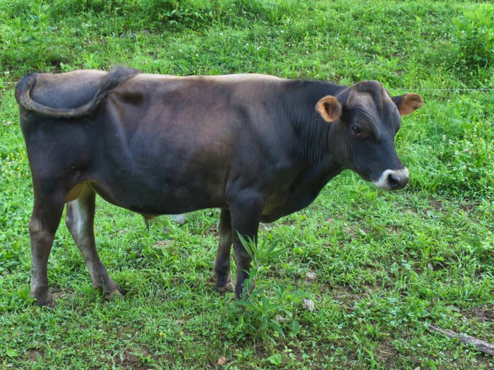 mini jersey sire Reuben