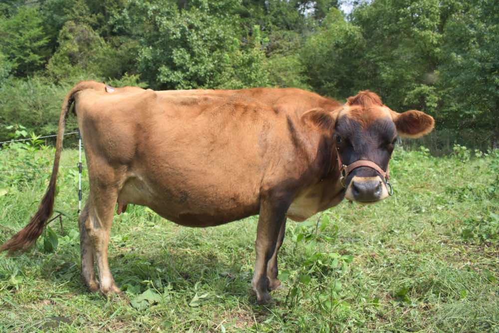 mini Jersey cow Ruby