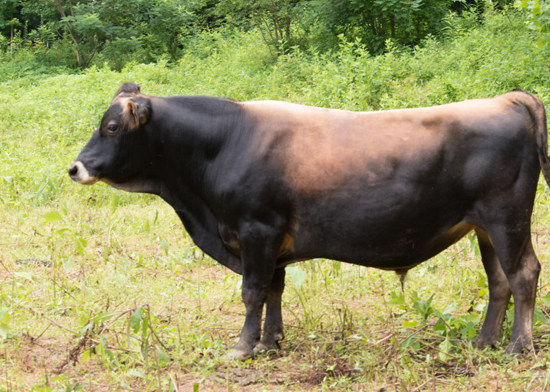 mini Jersey NZ sire Hillstar Terrific 5 Star