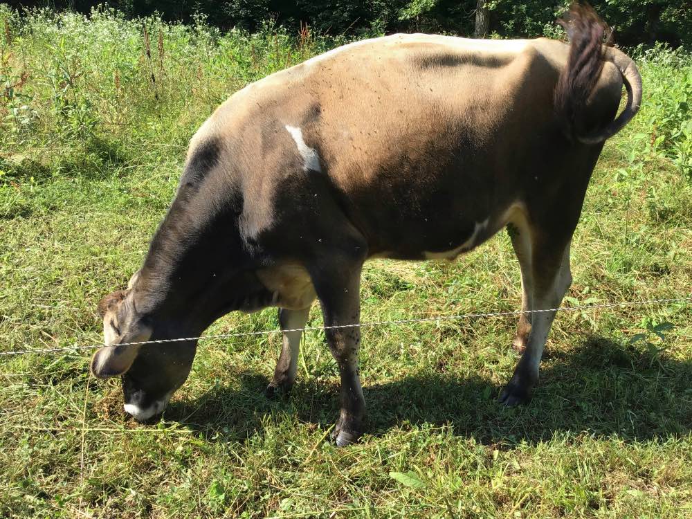 mini jersey sire Rufus