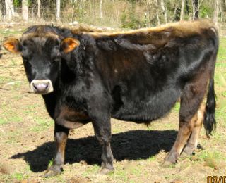 first herdsire from BMM Rupert