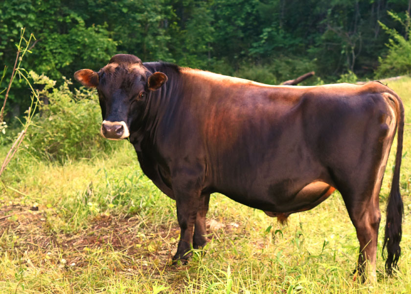 Blue Mill Meadows mini Jersey bull, Rupert