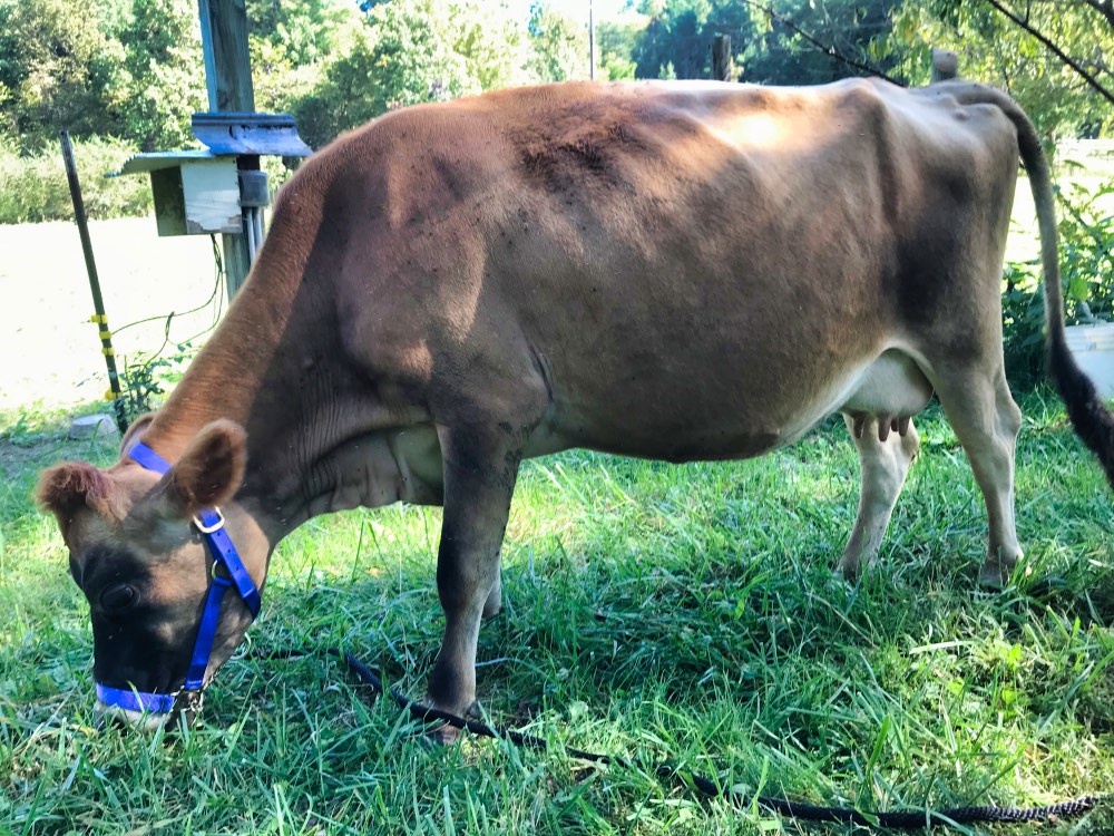 miniature jersey heifer, Ruthie, standing in pasture