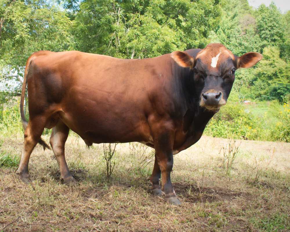 mini jersey sire Terrific