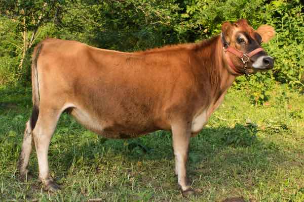 mini Jersey cow Topaz