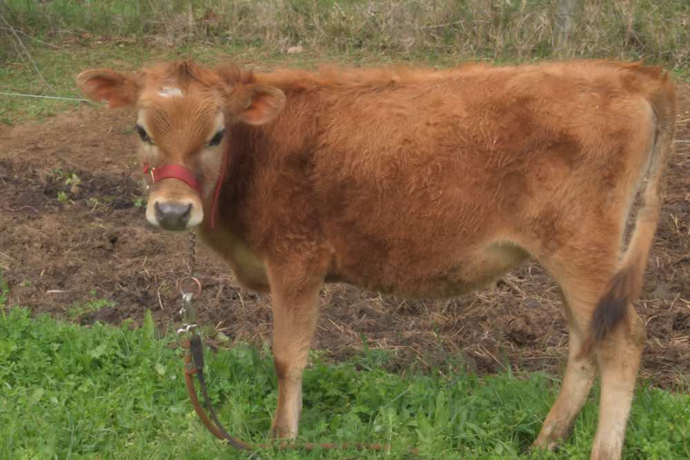 Previous Blue Mill Meadows bull Julius