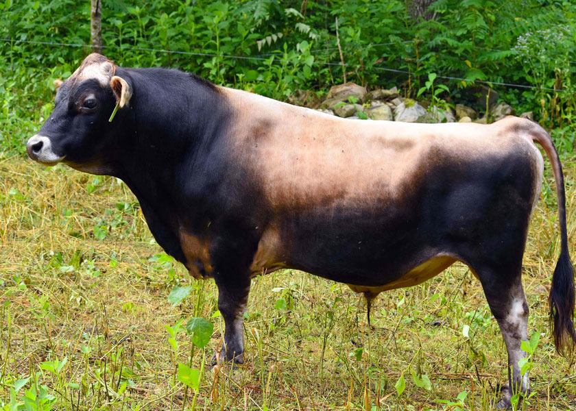 Two year old mini Jersey bull, Rudy