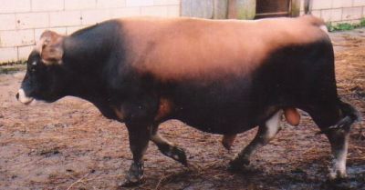 NZ jersey sire Edify