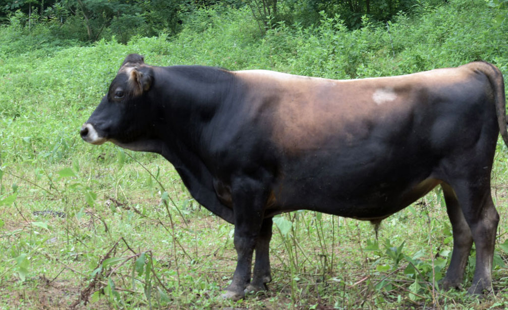 Previous Blue Mill Meadows herdsire Goldstar