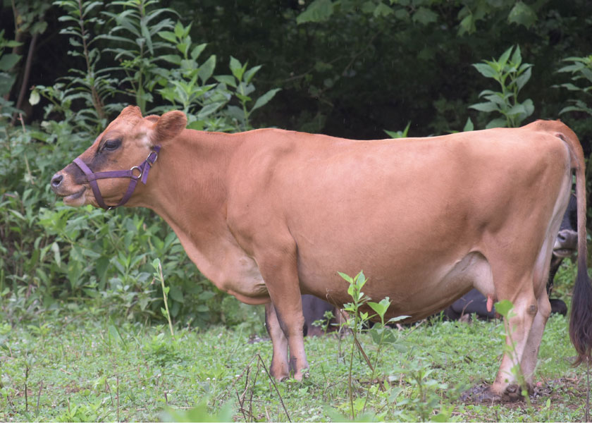 mini jersey dam Gingersnap